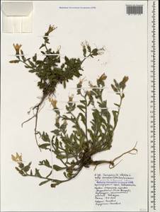 Campanula glomerata subsp. hispida (Witasek) Hayek, Caucasus, Black Sea Shore (from Novorossiysk to Adler) (K3) (Russia)