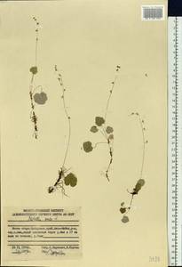 Mitella nuda L., Siberia, Russian Far East (S6) (Russia)