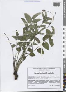 Sanguisorba officinalis L., Siberia, Central Siberia (S3) (Russia)