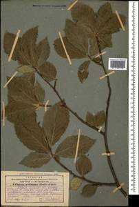 Fagus orientalis Lipsky, Caucasus, Georgia (K4) (Georgia)