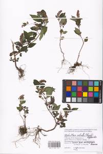 Elsholtzia ciliata (Thunb.) Hyl., Eastern Europe, Moscow region (E4a) (Russia)