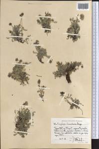 Oxytropis tianschanica Bunge, Middle Asia, Pamir & Pamiro-Alai (M2) (Tajikistan)