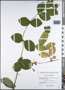 Lonicera caprifolium L., Caucasus, Black Sea Shore (from Novorossiysk to Adler) (K3) (Russia)