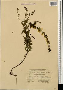Linaria genistifolia (L.) Mill., Caucasus, Stavropol Krai, Karachay-Cherkessia & Kabardino-Balkaria (K1b) (Russia)