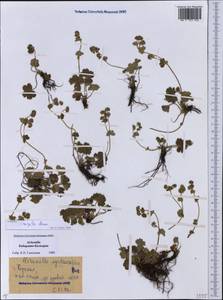 Alchemilla sericata Rchb., Caucasus, Stavropol Krai, Karachay-Cherkessia & Kabardino-Balkaria (K1b) (Russia)