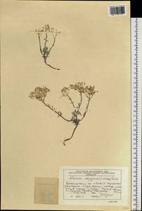 Odontarrhena obovata C. A. Mey., Siberia, Altai & Sayany Mountains (S2) (Russia)