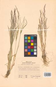 Agrostis clavata Trin., Siberia, Russian Far East (S6) (Russia)