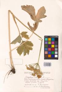 Heracleum sphondylium subsp. sibiricum (L.) Simonk., Eastern Europe, Eastern region (E10) (Russia)