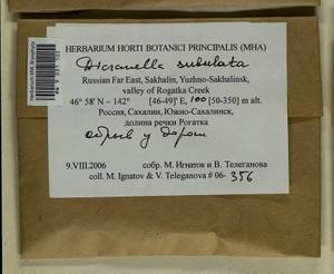 Dicranellopsis subulata (Hedw.) Bonfim Santos, Siebel & Fedosov, Bryophytes, Bryophytes - Russian Far East (excl. Chukotka & Kamchatka) (B20) (Russia)