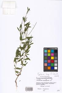 Epilobium lamyi F. W. Schultz, Eastern Europe, Moscow region (E4a) (Russia)