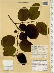 Annona senegalensis Pers., Africa (AFR) (Ethiopia)
