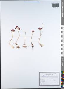 Allium, South Asia, South Asia (Asia outside ex-Soviet states and Mongolia) (ASIA) (Turkey)