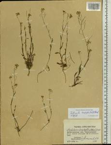Pseudoarabidopsis toxophylla (M.Bieb.) Al-Shehbaz, O'Kane & R.A. Price, Eastern Europe, Lower Volga region (E9) (Russia)