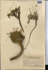 Eremogone griffithii (Boiss.) Ikonn., Middle Asia, Pamir & Pamiro-Alai (M2)