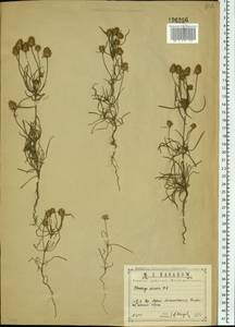 Plantago arenaria Waldst. & Kit., Eastern Europe, Central region (E4) (Russia)