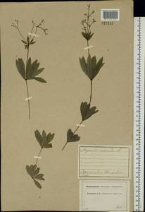 Galium odoratum (L.) Scop., Eastern Europe, Central forest region (E5) (Russia)