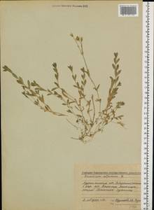 Cerastium alpinum L., Eastern Europe, Northern region (E1) (Russia)