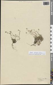 Draba norvegica Gunnerus, Western Europe (EUR) (Austria)