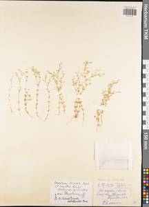 Arenaria serpyllifolia L., Eastern Europe, Central region (E4) (Russia)