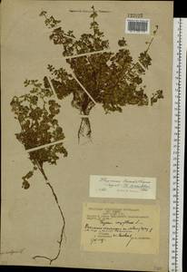Thymus reverdattoanus Serg., Siberia, Chukotka & Kamchatka (S7) (Russia)