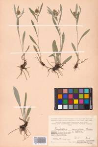 Omalotheca norvegica (Gunnerus) Sch. Bip. & F. W. Schultz, Eastern Europe, Northern region (E1) (Russia)
