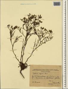 Limonium caspium (Willd.) Gams, Crimea (KRYM) (Russia)