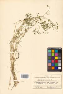 Spergula arvensis L., Siberia, Russian Far East (S6) (Russia)