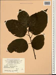 Alnus subcordata C.A.Mey., Caucasus, Azerbaijan (K6) (Azerbaijan)