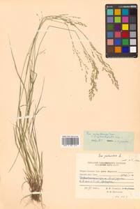 Poa palustris L., Siberia, Russian Far East (S6) (Russia)