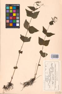 MHA 0 161 098, Veronica urticifolia Jacq., Eastern Europe, Eastern region (E10) (Russia)
