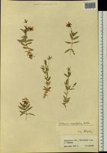 Stellaria ruscifolia Pall. ex Schltdl., Siberia, Russian Far East (S6) (Russia)