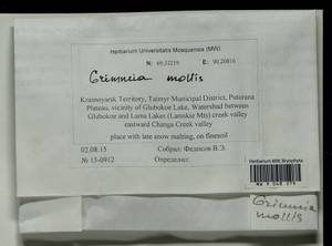 Grimmia mollis Bruch & Schimp., Bryophytes, Bryophytes - Krasnoyarsk Krai, Tyva & Khakassia (B17) (Russia)