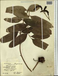 Acrostichum aureum L., Australia & Oceania (AUSTR) (Samoa)