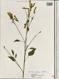 Nicotiana glauca Graham, South Asia, South Asia (Asia outside ex-Soviet states and Mongolia) (ASIA) (Israel)
