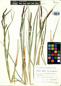 Carex elata subsp. omskiana (Meinsh.) Jalas, Siberia, Western Siberia (S1) (Russia)