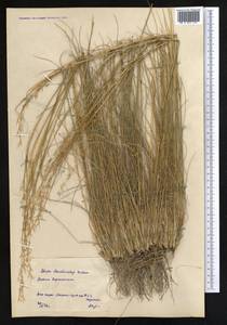 Stipa korshinskyi Roshev., Middle Asia, Northern & Central Kazakhstan (M10) (Kazakhstan)