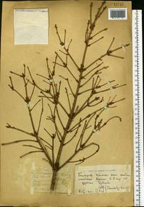 Picea, Eastern Europe, Eastern region (E10) (Russia)