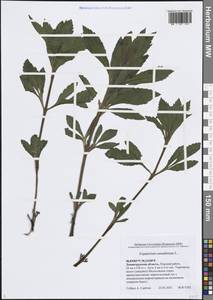 Eupatorium cannabinum L., Eastern Europe, North-Western region (E2) (Russia)