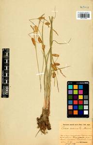 Carex vesicata Meinsh., Siberia, Baikal & Transbaikal region (S4) (Russia)