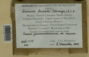 Grimmia funalis (Schwägr.) Bruch & Schimp., Bryophytes, Bryophytes - North Caucasus & Ciscaucasia (B12) (Russia)