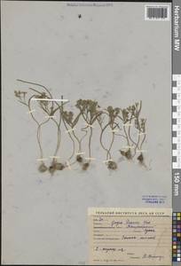 Gagea popovii Vved., Middle Asia, Western Tian Shan & Karatau (M3) (Uzbekistan)