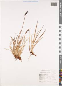 Carex bigelowii subsp. ensifolia (Turcz. ex Gorodkov) Holub, Siberia, Baikal & Transbaikal region (S4) (Russia)