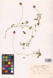 Trifolium fragiferum L., Eastern Europe, Belarus (E3a) (Belarus)