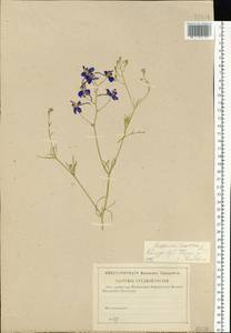 Delphinium consolida subsp. consolida, Eastern Europe, Central region (E4) (Russia)