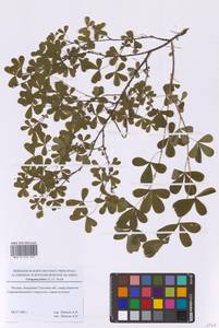 Caragana frutex (L.) K.Koch, Eastern Europe, Moscow region (E4a) (Russia)