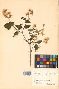 Philadelphus tenuifolius Rupr. & Maxim., Siberia, Russian Far East (S6) (Russia)