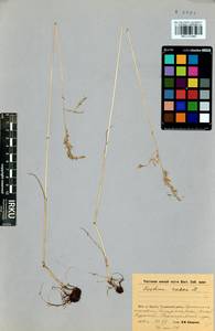 Festuca rubra L., Siberia, Baikal & Transbaikal region (S4) (Russia)