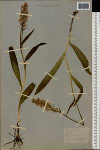 Dactylorhiza maculata (L.) Soó, Eastern Europe, Moscow region (E4a) (Russia)