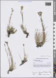 Eremogone formosa (Fisch. ex Ser.) Fenzl, Siberia, Altai & Sayany Mountains (S2) (Russia)