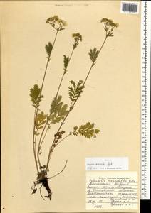 Potentilla tanacetifolia Willd. ex D. F. K. Schltdl., Mongolia (MONG) (Mongolia)